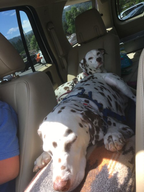 Dogs in car